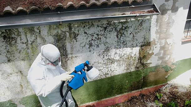 Trusted Mold Removal service in Richland, GA - Cheap Mold Removal